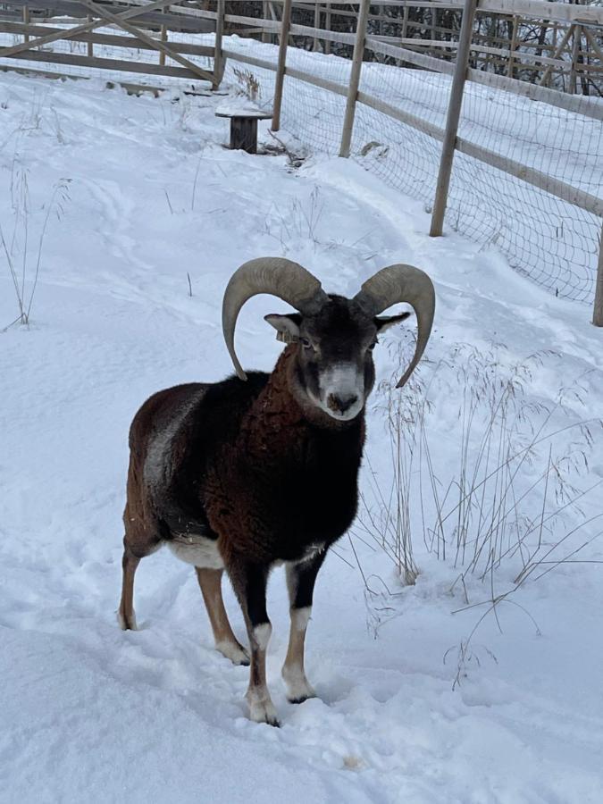 Koselig Dyregard I Tromso Hotel Екстериор снимка